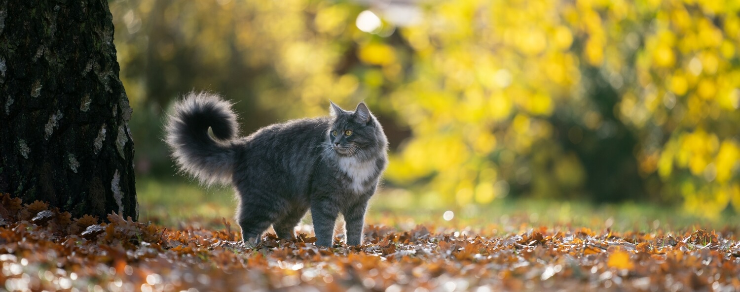 Herfst wandeling in het bos met je kat