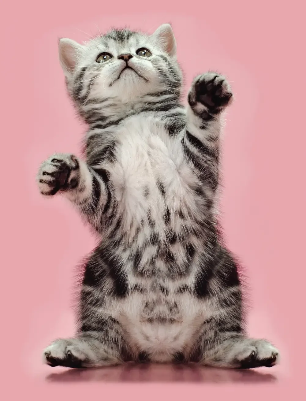 Wat zorgt ervoor dat je kitten sociaal is