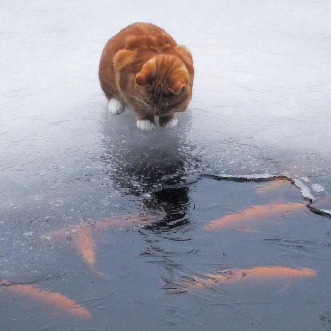 winterinspiratie voor als je kat naar buiten gaat
