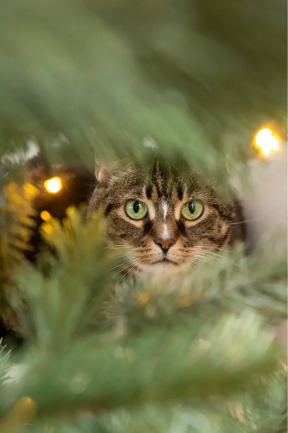 Samen een kerstboom optuigen, zodat je kat niet in de kerstboom klimt