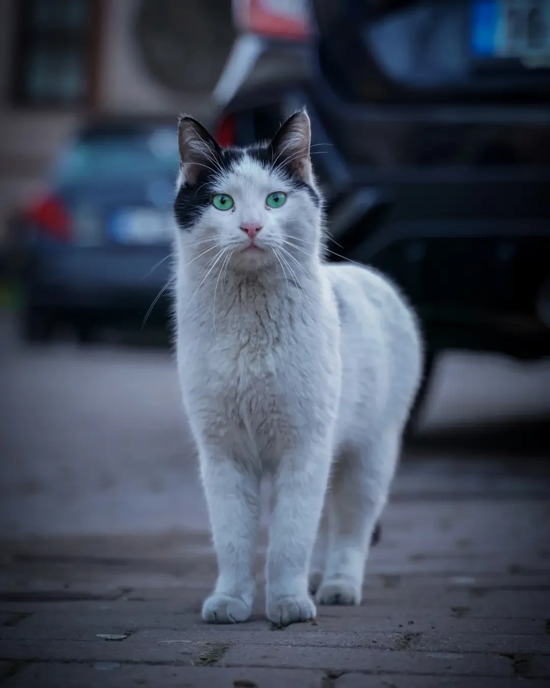 Je kat met oud en nieuw niet naar buiten laten