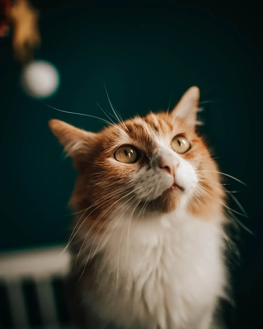 Samen met je kat tijdens oud en nieuw naar vuurwerk kijken