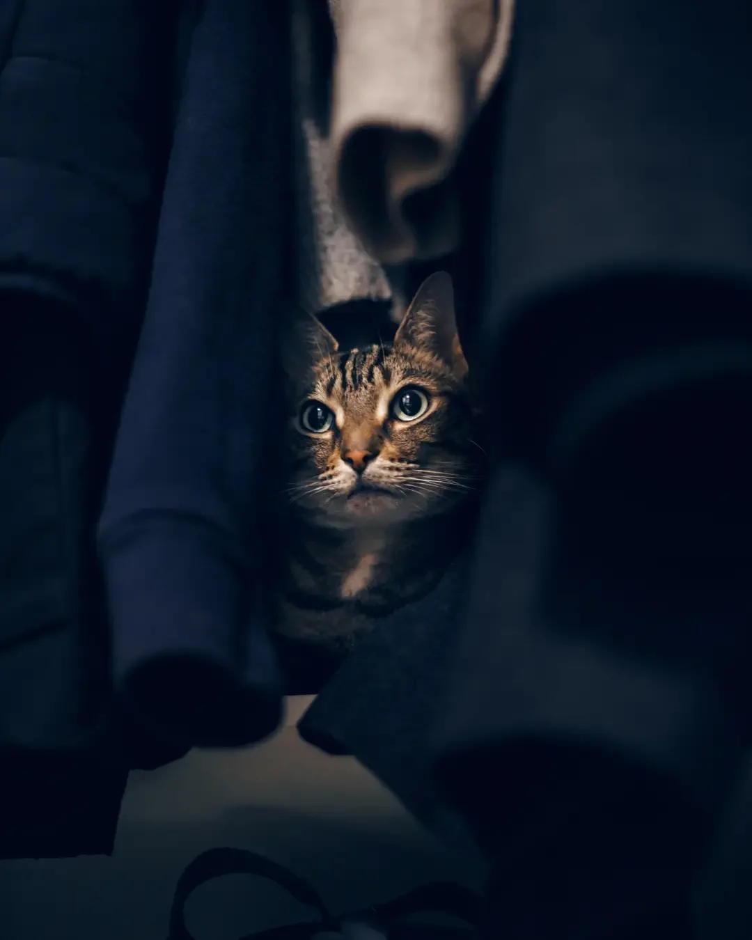 Je kat met oud en nieuw desnoods in een kast laten verstoppen