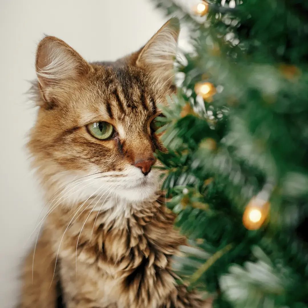 Je kat uit de kerstboom houden