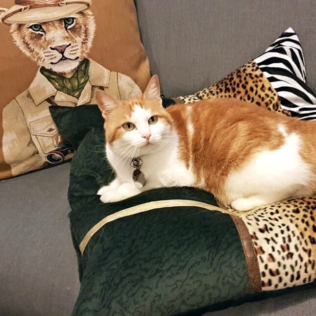 Jungle-Fever-Balletjes-Kussen-3 Jungle-Fever-Balletjes-Kussen-3