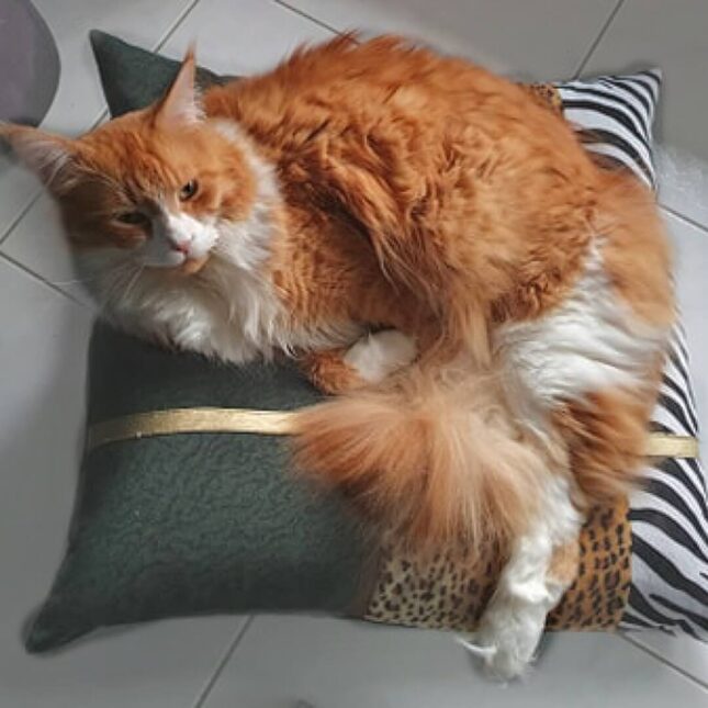 Jungle-Fever-Balletjes-Kussen-4 Jungle-Fever-Balletjes-Kussen-4