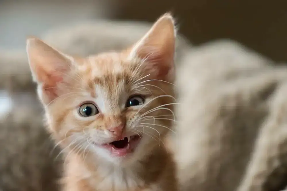 Een kitten kiezen via het KITTENkompas en je vragen in de KITTEtalk