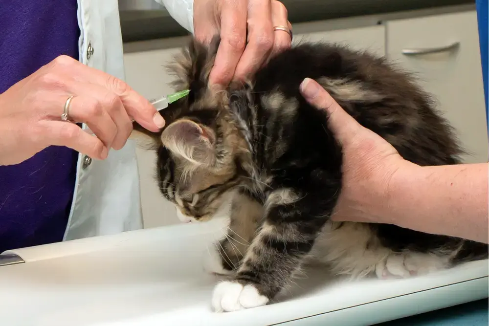 Een gezond kitten kiezen - KITTENkompas