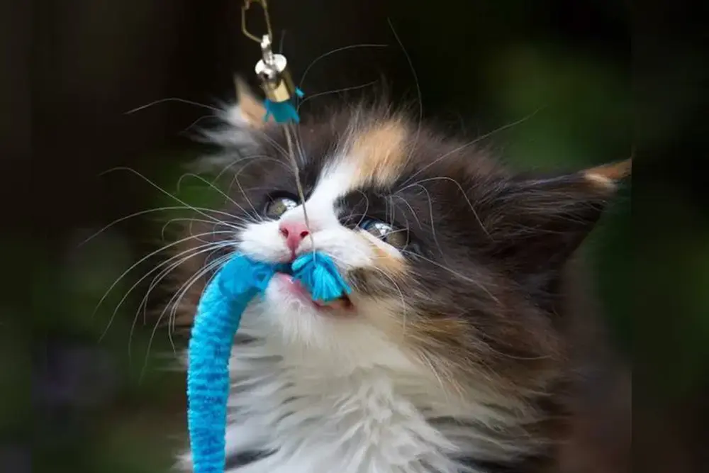 spelen als je een kitten gaat kiezen -  KITTENkompas