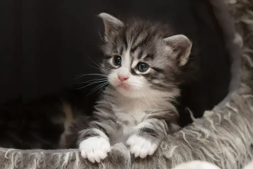 bewust kitten kiezen je bent zo verkocht - KITTENkompas