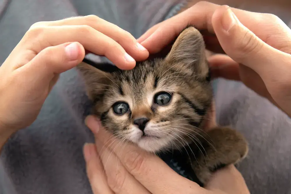 Kennismaken bij het kitten kiezen - KITTENkompas