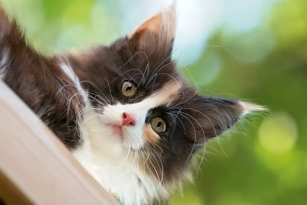 kitten kiezen met hoofd en hart - KITTENkompas