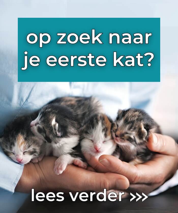 KITTEN kopen: de ultieme gids op weg naar jouw droomkat lees verder op Cats & Things