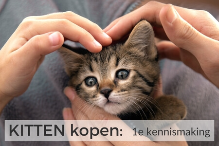 gratis training KITTEN kopen - waar let je op bij de eerste kennismaking 