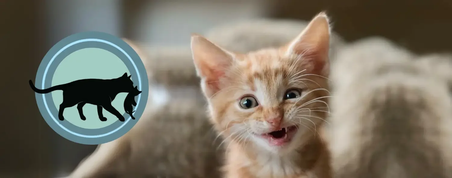 unieke combi van KITTEN kopen training en KITTENtalk