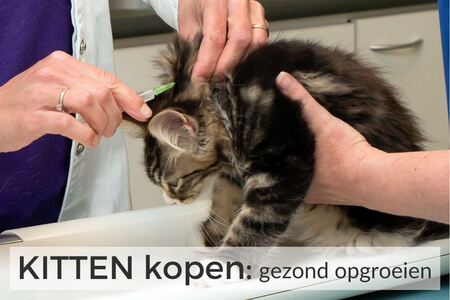 Gratis training KITTEN kopen - hoe belangrijk het is dat je kitten gezond opgroeit