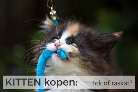 gratis training KITTEN kopen waar let je op bij het kiezen van een fokker of opvanggezin