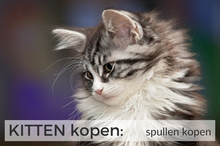 Gratis checklist kittenspullen kopen