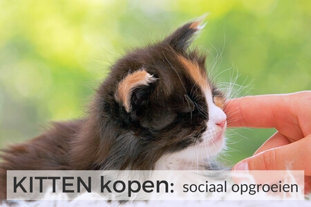 Gratis training KITTEN kopen - hoe belangrijk het is dat je kitten sociaal opgroeit