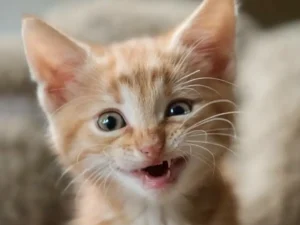 Kitten kopen training met KITTENtalk community
