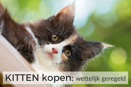 Gratis training KITTEN kopen - over wat de wettelijke vereisten zijn