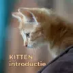 KITTENintroductie - samen doen