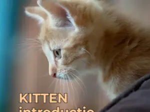 KITTENintroductie - samen doen