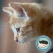 KITTENintroductie training met cursus logo