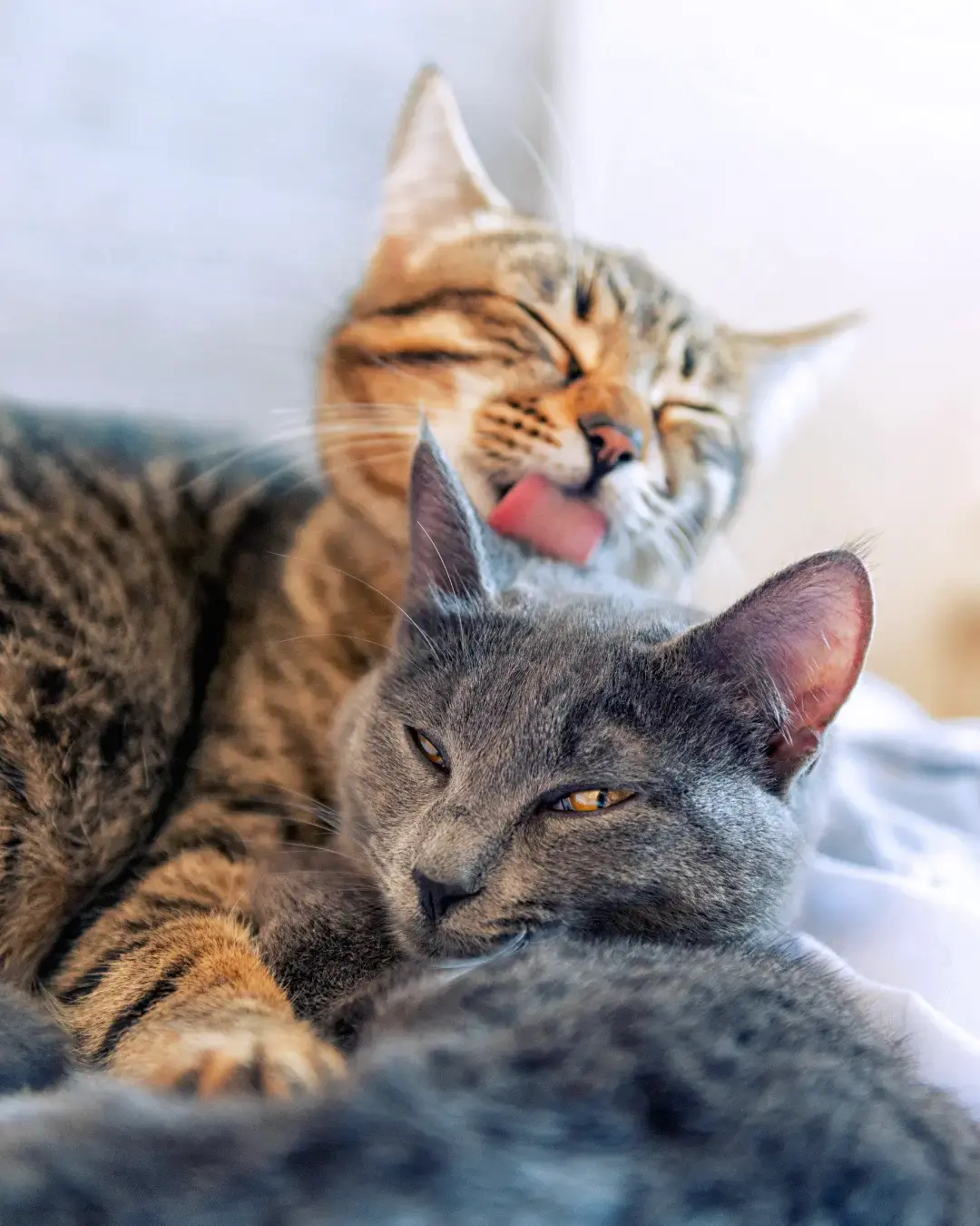 Langzame KITTENintroductie levert hele fijne vriendjes op