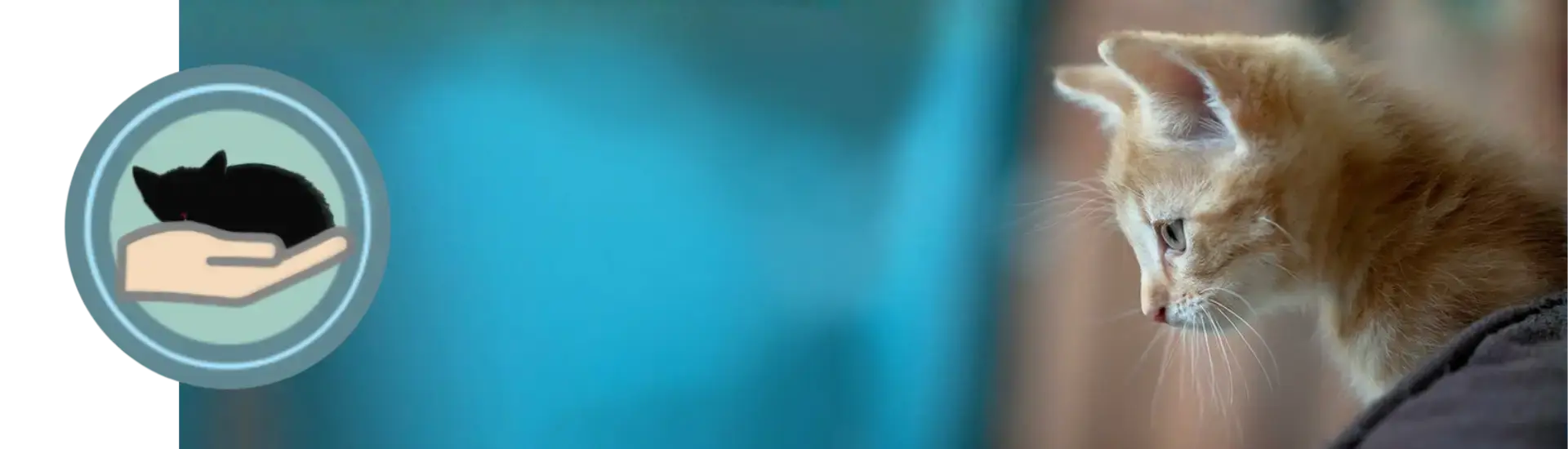 Kittenintroductie zo heet je kitten welkom