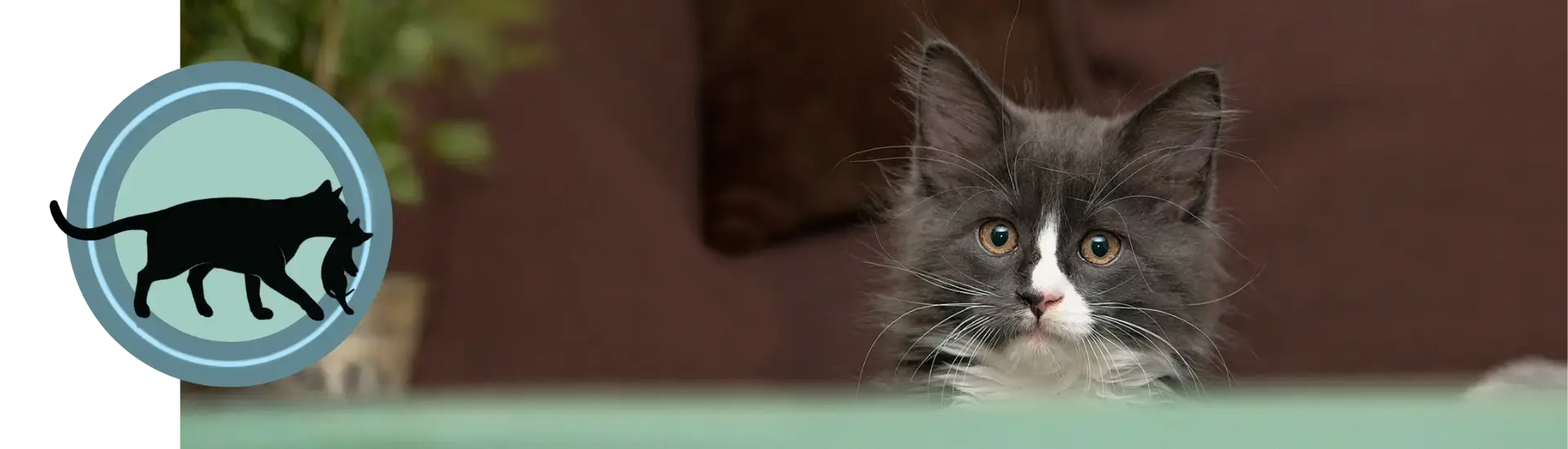 KITTENkompas training kat kiezen