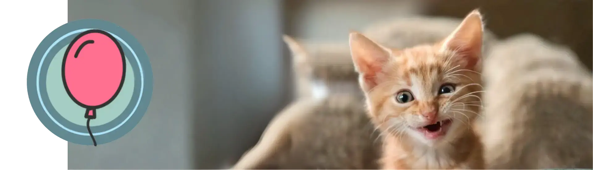 KITTENtalk community voor nieuwe kattenouders