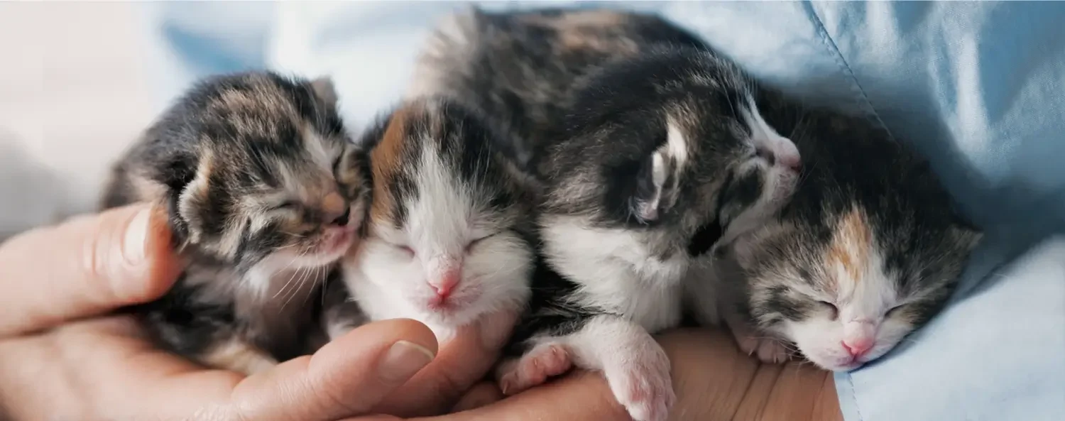 KITTENtalk en KITTENkopen