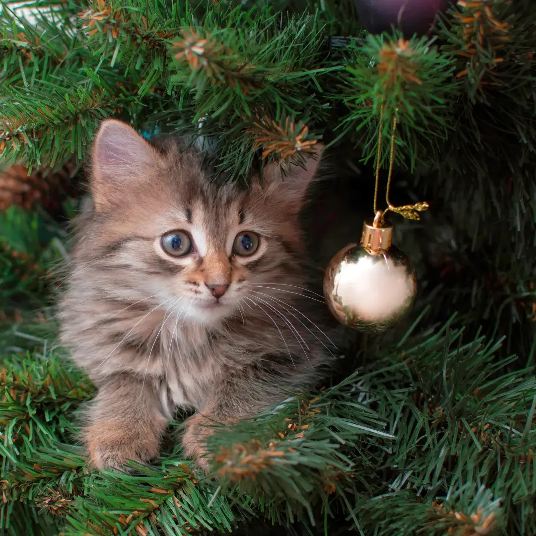 Met een kitten een jaartje de kerstboom overslaan