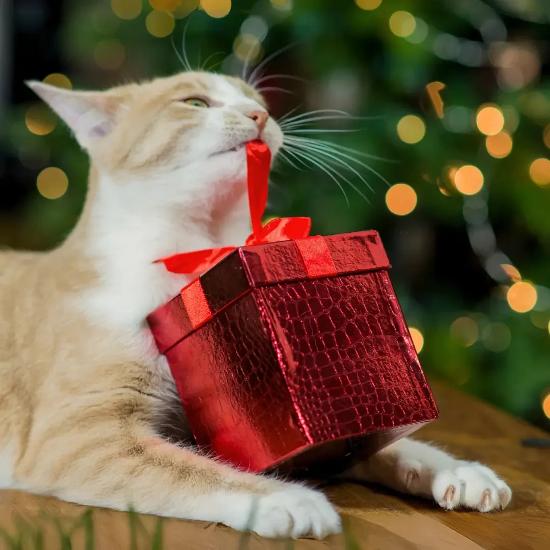 Kat onder de kerstboom met pakjes