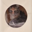 Katten verstophol Cadeautje met Tara Close up - Maine Coon