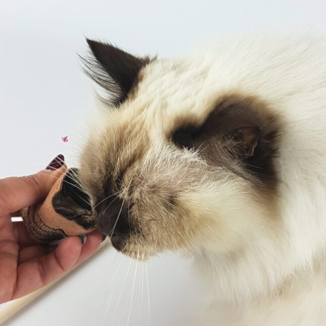 Kattenhengel-ITOU-met-navulbare-prooi.2 Kattenhengel-ITOU-met-navulbare-prooi.2