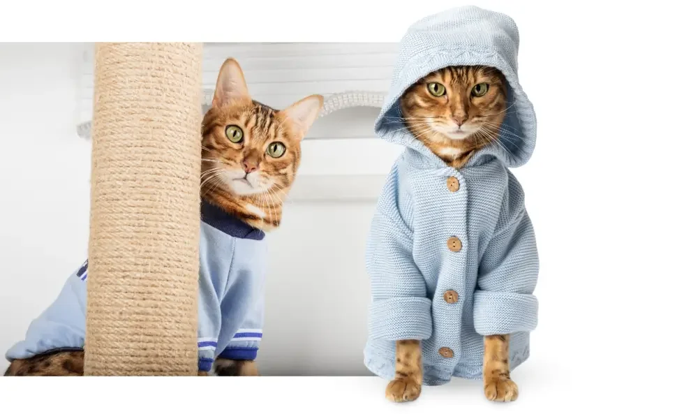 Kattenkleding leuk of niet Kattenkleding andere manier om je kat warm te houden zijn beter