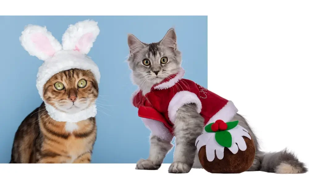 Kattenkleding voor de feestdagen Kattenkleding voor de feestdagen, leuk voor social media en aandacht