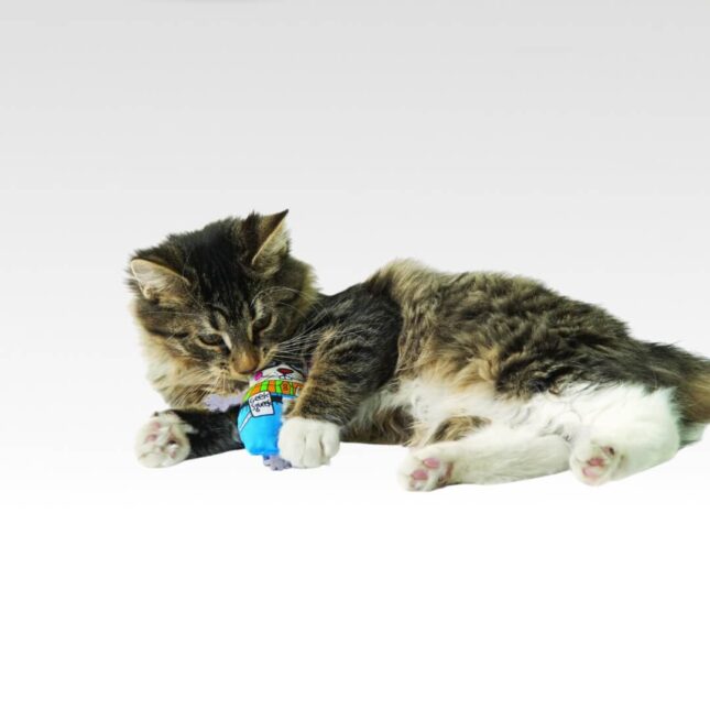 Kattenspeeltje-voor-je-kat-MadCap-Geeky-Squeak-Mouse-in-actie-bij-catsandthings.nl_ Kattenspeeltje-voor-je-kat-MadCap-Geeky-Squeak-Mouse-in-actie-bij-catsandthings.nl_