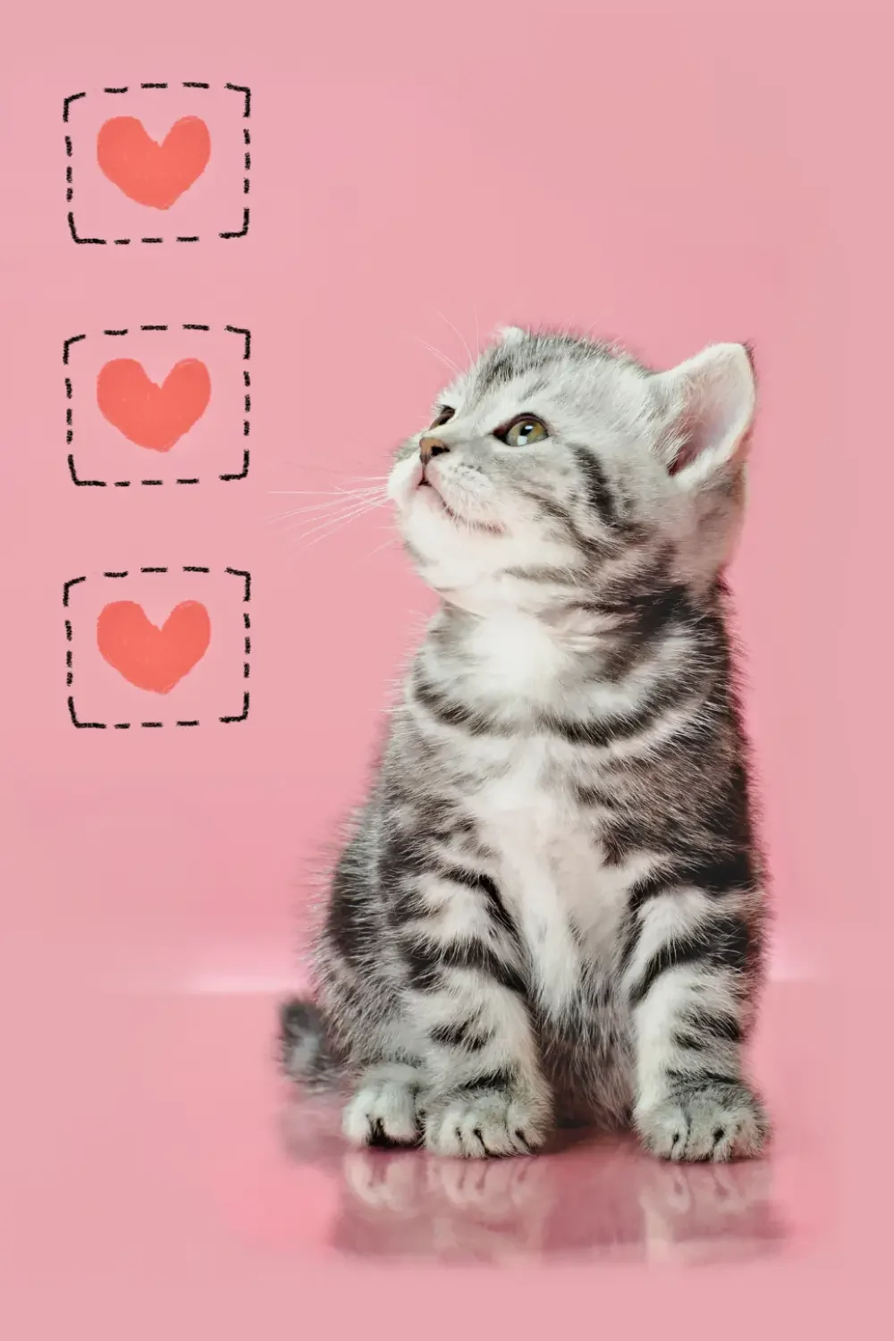 Bij het kitten kopen alle boxen afvinken