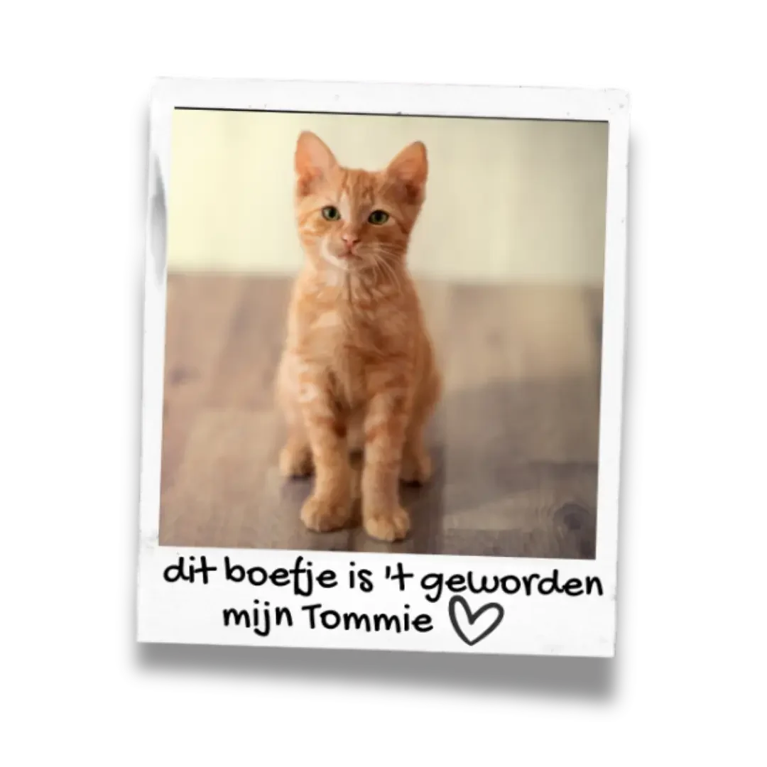 Kitten kopen dit is Tommie