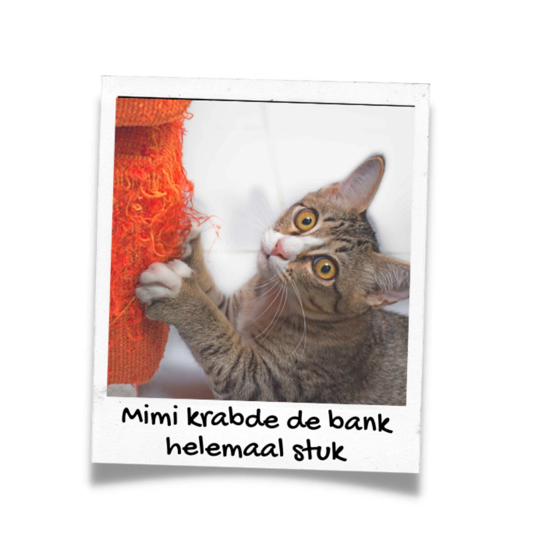 Kitten kopen liever geen bankkrabber meer