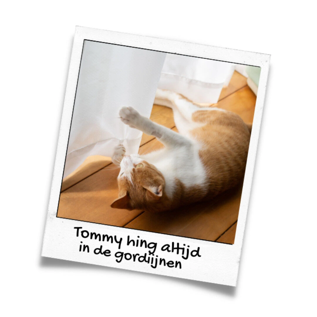 Kitten kopen toch geen hooligan