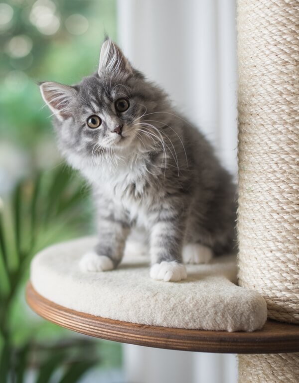 Kitten kopen welke kattenspullen heb je allemaal nodig