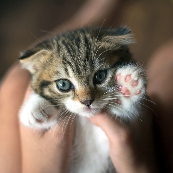 Kitten kopen - waar let je op bij het kopen van een kitten