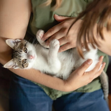 Waarom wil je eigenlijk een kat