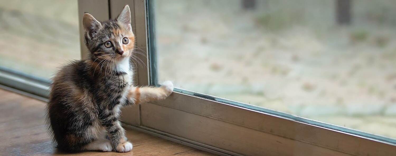 Kittenintroductie - Stap voor stap het huis ontdekken