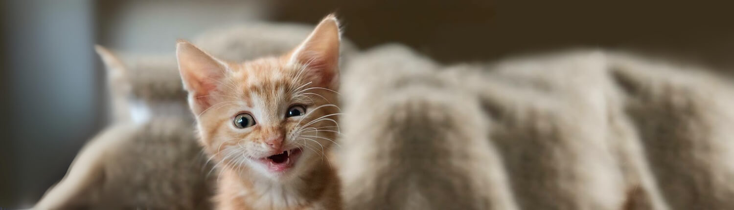 KITTENtalk de groep voor nieuwe kattenouders