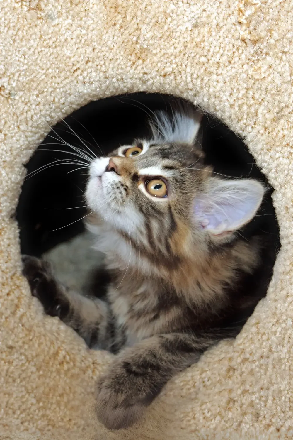 Kittentalk is een fijne hangout voor nieuwe kattenouders